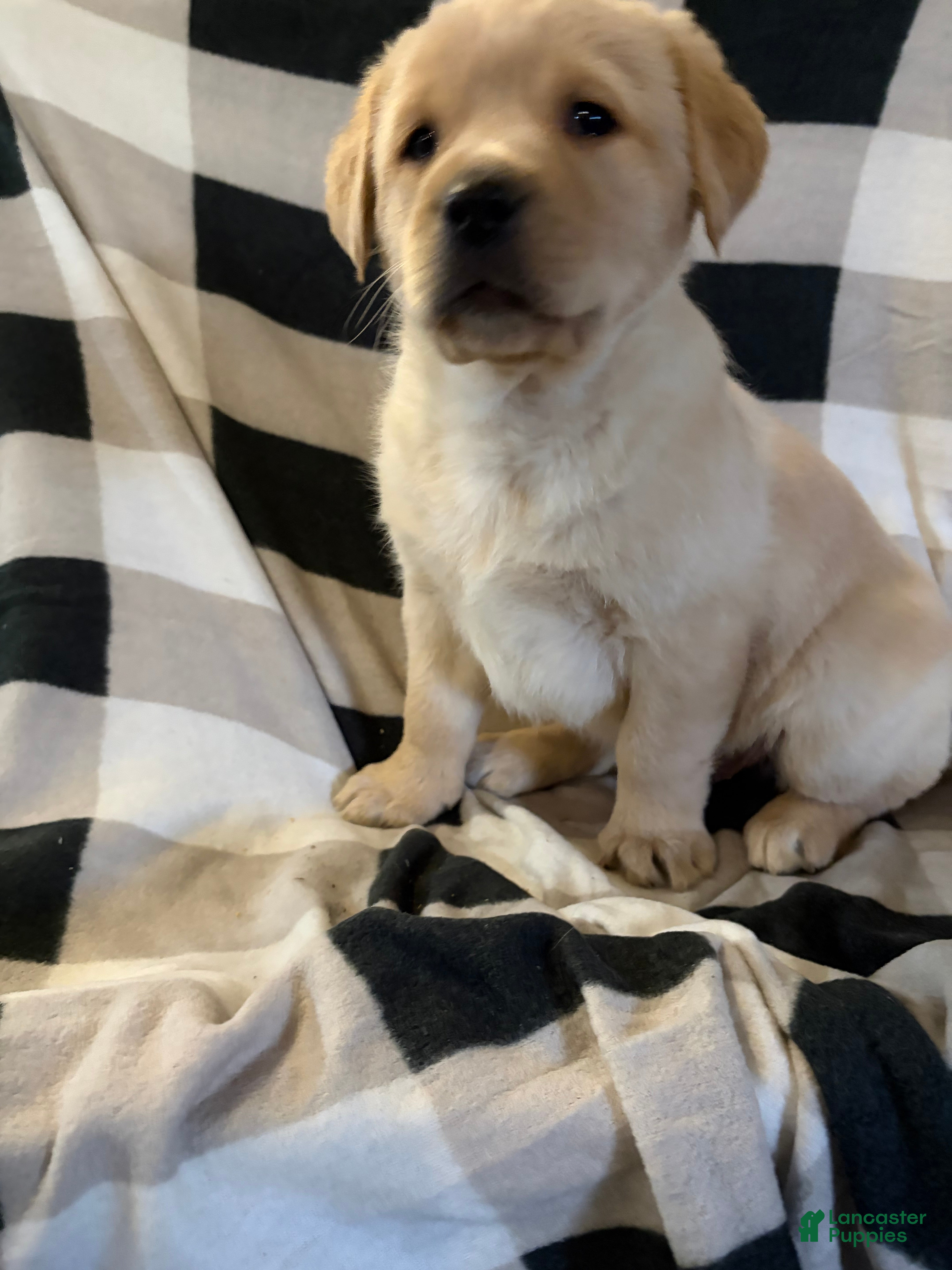 Labrador Retriever dogs  Puppy 2 - Ad 3