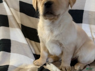 Labrador Retriever dogs Puppy 2 - Ad 32