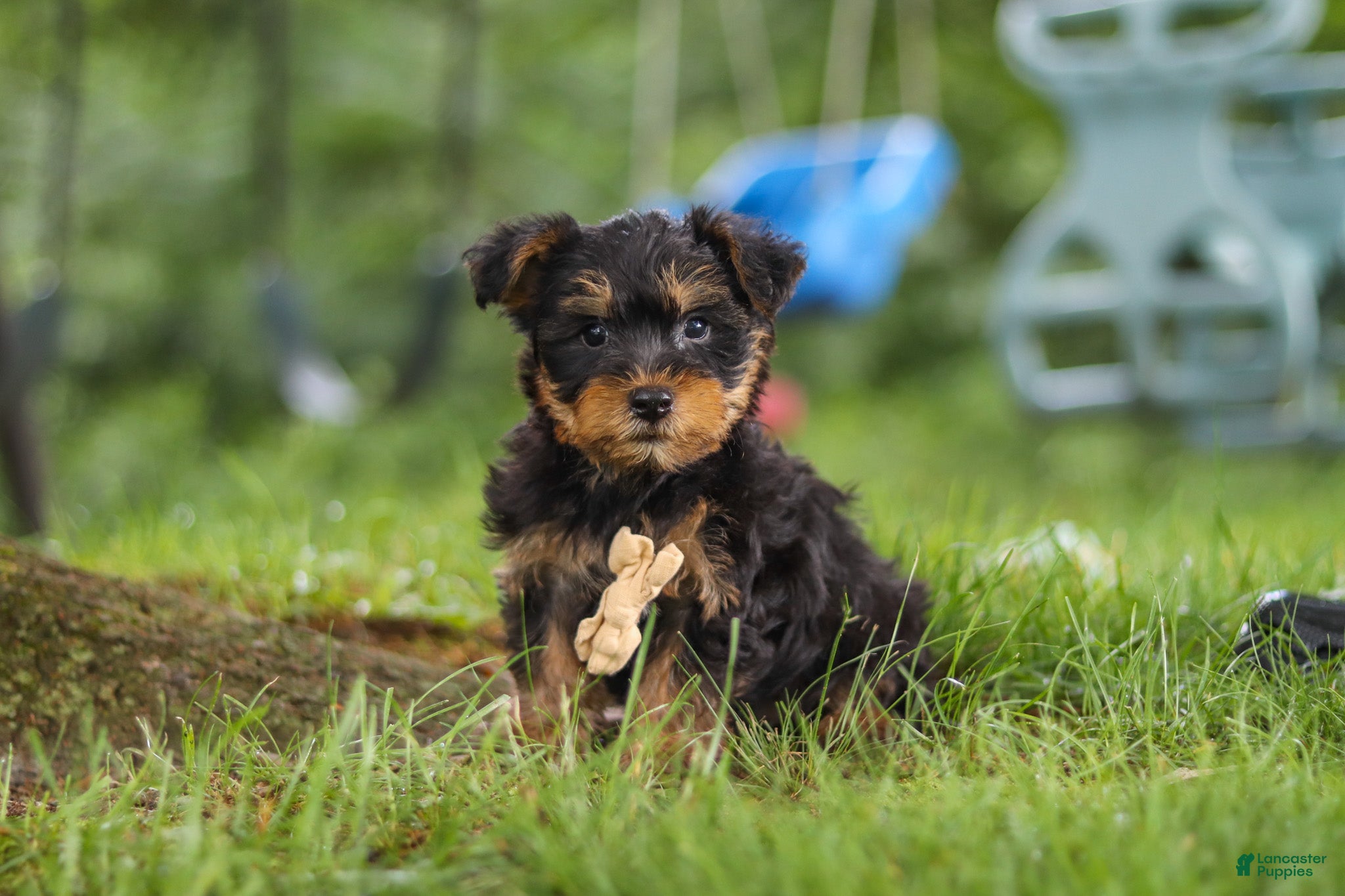 Yochon dogs Landon - Ad 1