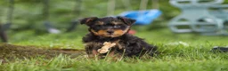 Yochon dogs for sale: Landon - Ad 1