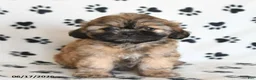 Shihpoo dogs for sale: Doreen - Ad 5
