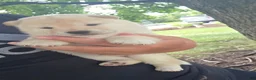 Shiba Inu dogs for sale: Crosby - Ad 11