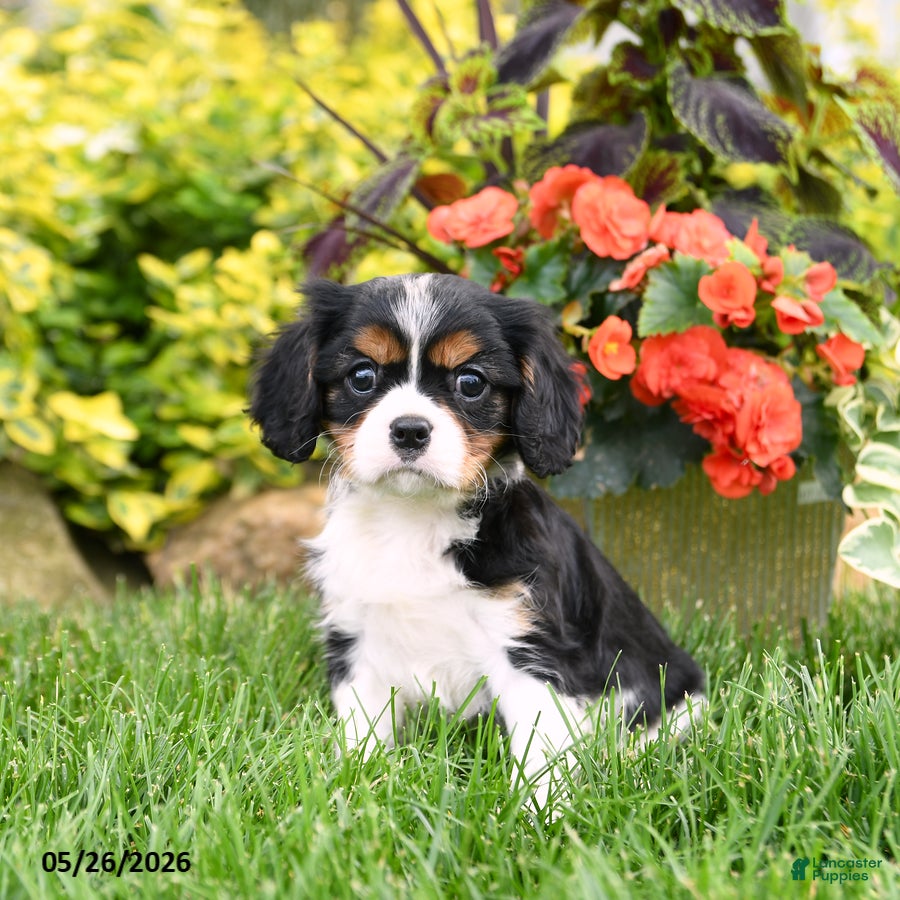 Cavalier King Charles Spaniel dogs Winston - Ad 1