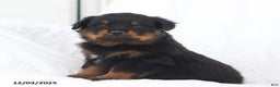 Rottweiler dogs for sale: Axel - Ad 4