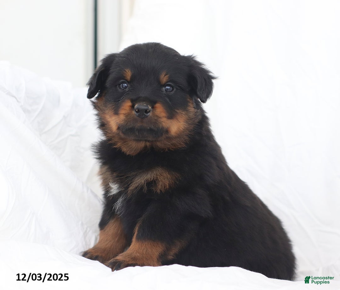 Rottweiler dogs for sale: Axel - Ad 4