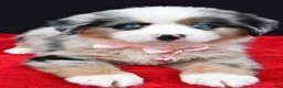 Miniature Australian Shepherd dogs for sale: Clover - Ad 11