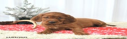 Irish Setter dogs for sale: Buddy - Ad 2
