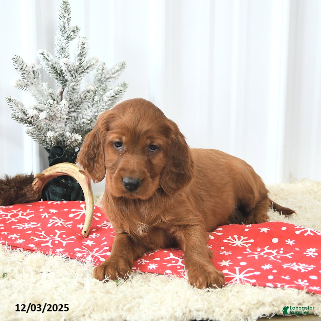 Irish Setter dogs for sale: Buddy - Ad 2