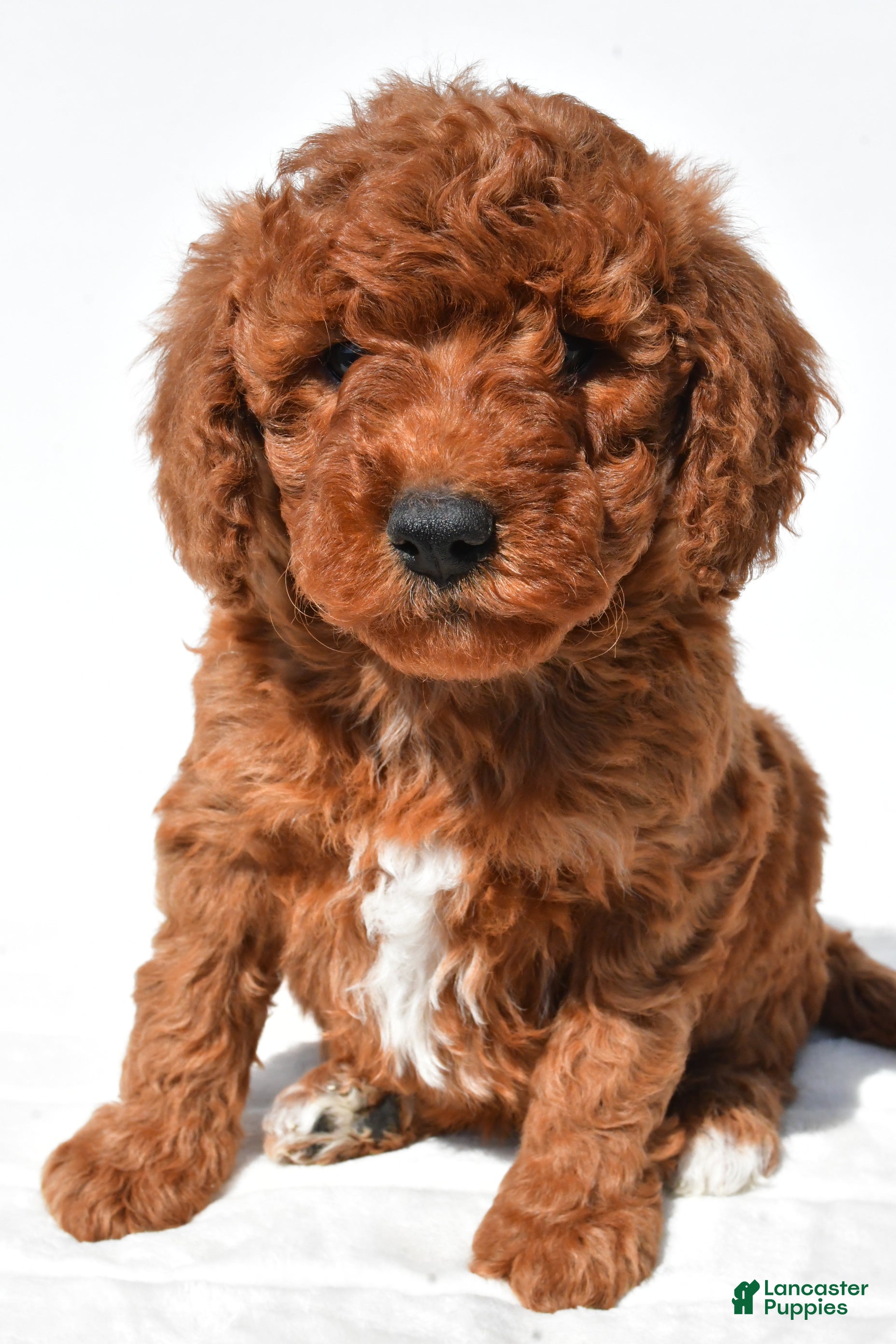 Mini Goldendoodle dogs Hazel - Ad 2