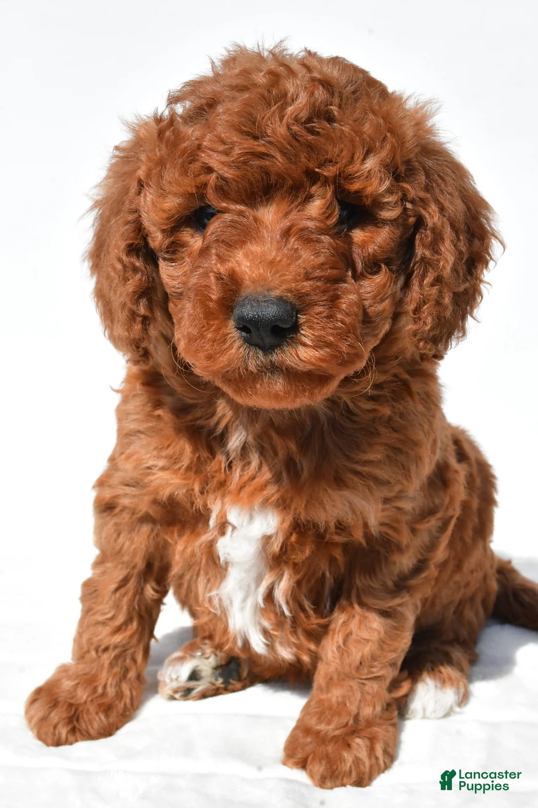 Mini Goldendoodle dogs for sale: Hazel - Ad 2
