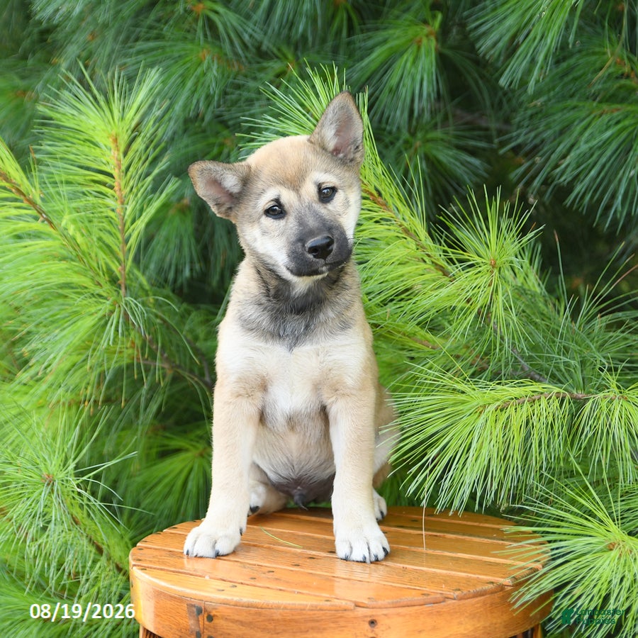 Shiba Inu dogs Seth - Ad 2