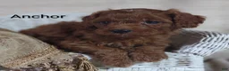 Cavapoo dogs for sale: Cavapoo F1b 2 Anchor  - Ad 4