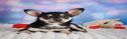 Chihuahua dogs for sale: Callie - Ad 9