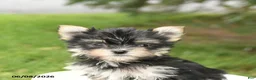Morkie dogs for sale: Bella   - Ad 5