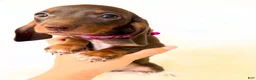 Miniature Dachshund dogs for sale: AKC Daisy - Ad 4