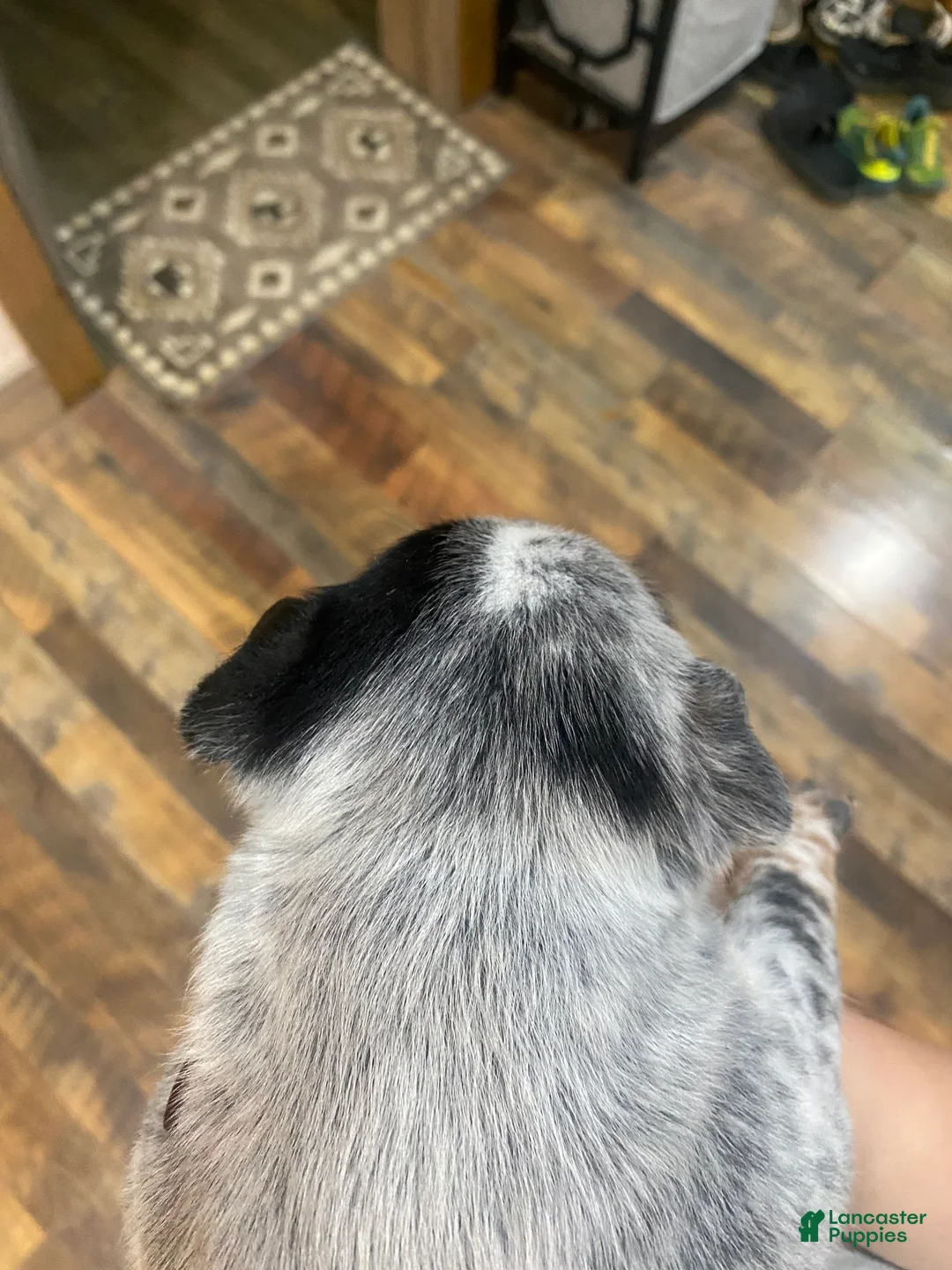Australian Cattle Dog dogs for sale: Gunnar  - Ad 4
