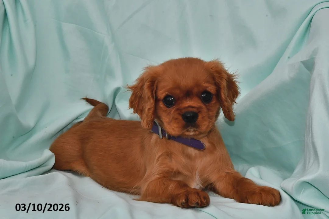 Cavalier King Charles Spaniel dogs for sale: Kelly - Ad 1