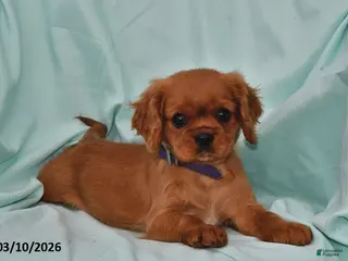 Cavalier King Charles Spaniel dogs for sale: Kelly - Ad 3