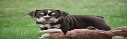 Beabull dogs for sale: Piper - Ad 6