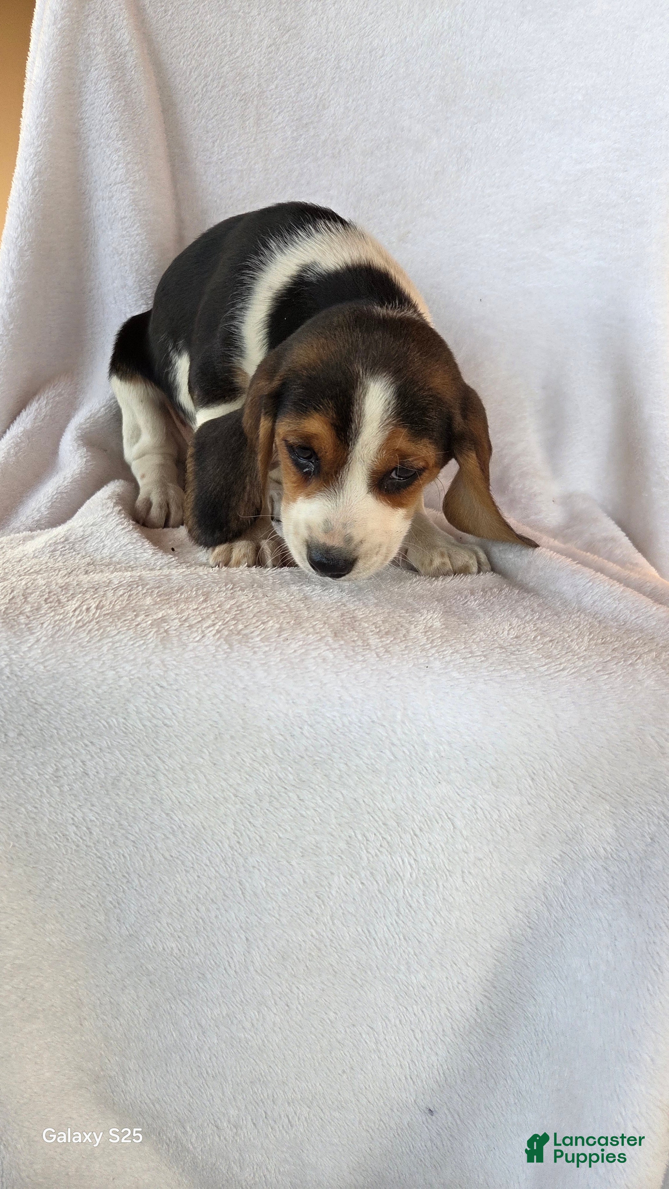 Beagle dogs Ranger - Ad 31