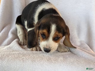 Beagle dogs Ranger - Ad 32