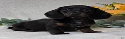 Miniature Dachshund dogs for sale: Parker - Ad 4