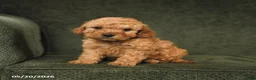 Cockapoo dogs for sale: Hickory - Ad 3