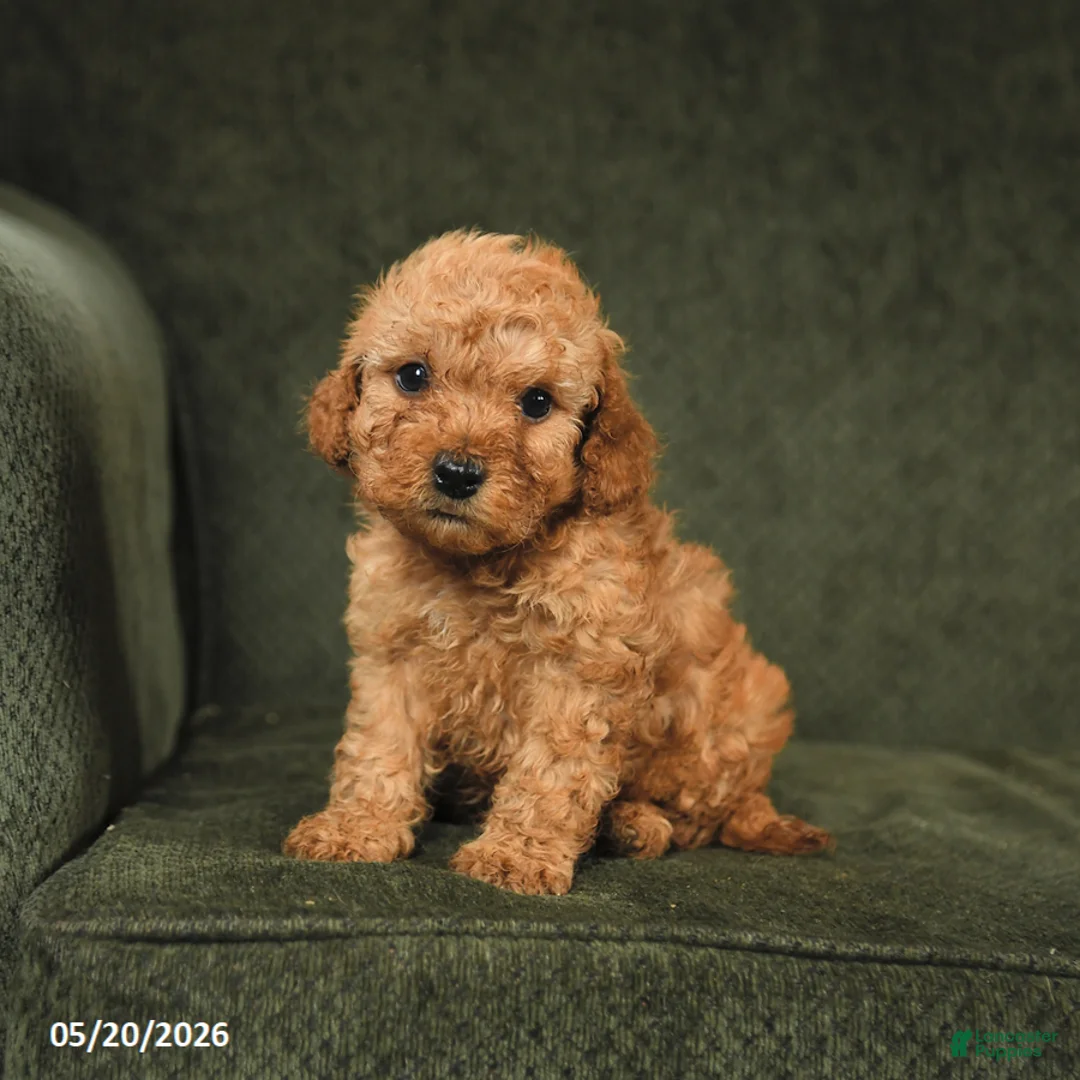 Cockapoo dogs for sale: Hickory - Ad 3