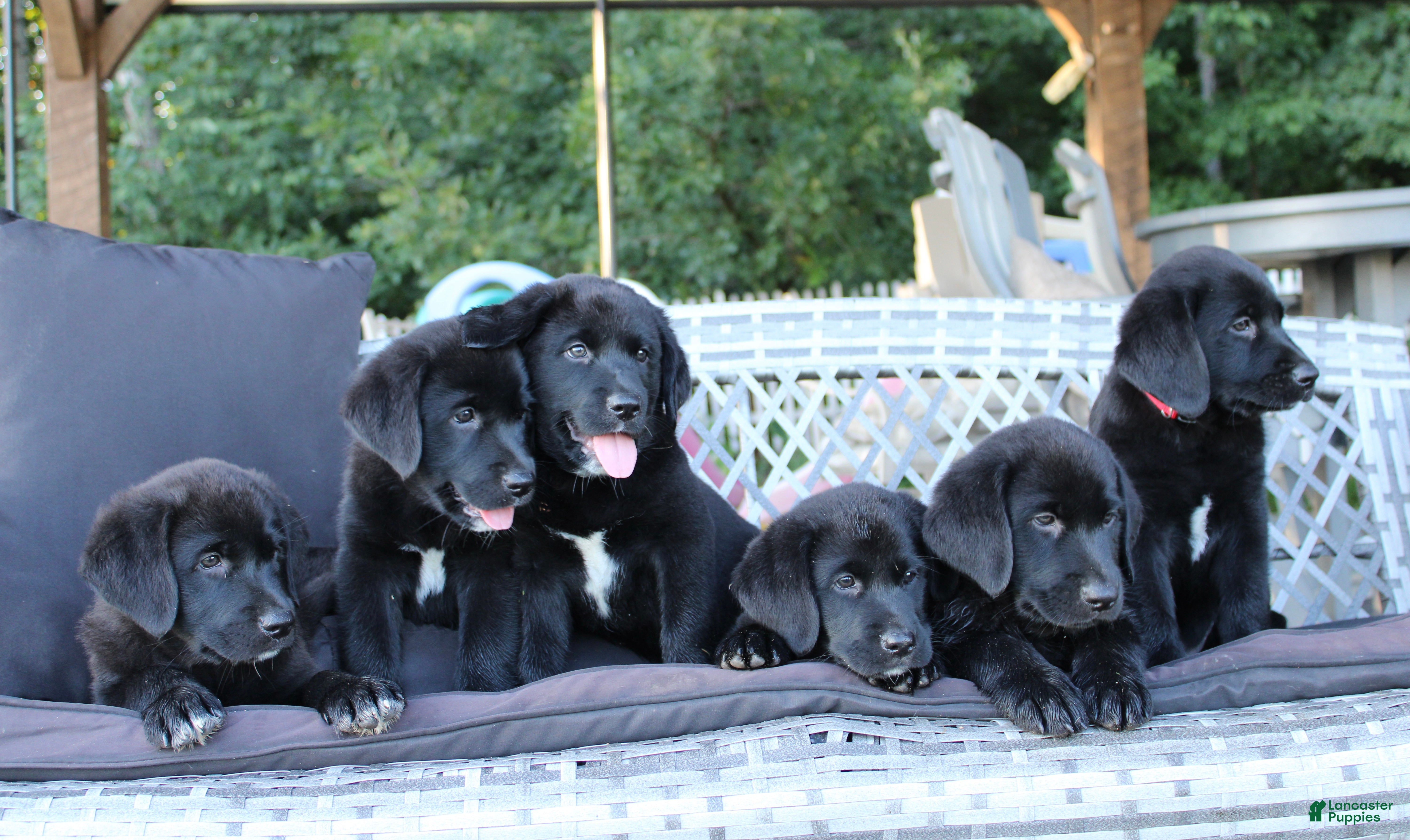 Labrador Retriever dogs Bennie - Ad 1