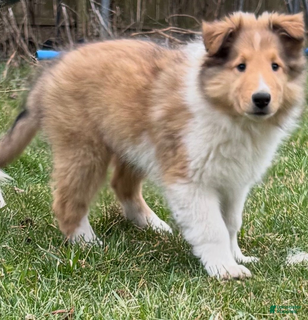 Collie dogs Bear - Ad 13