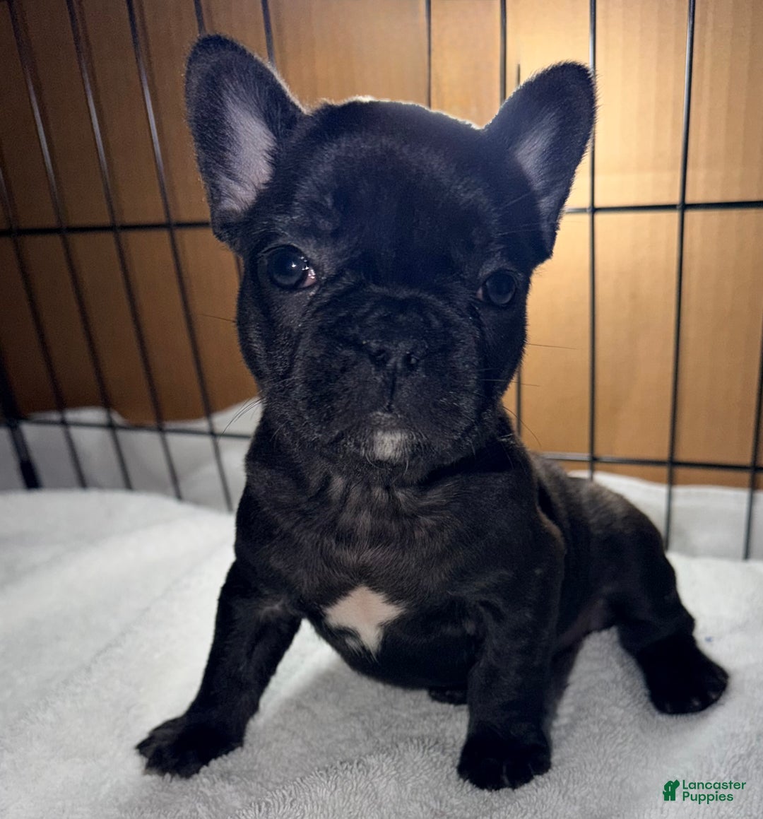 French Bulldog dogs for sale: Bear - Ad 4