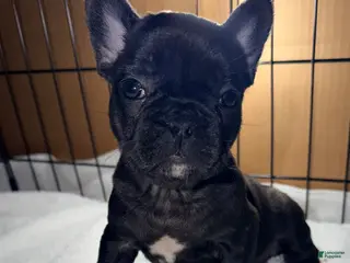 French Bulldog dogs Bear - Ad 18