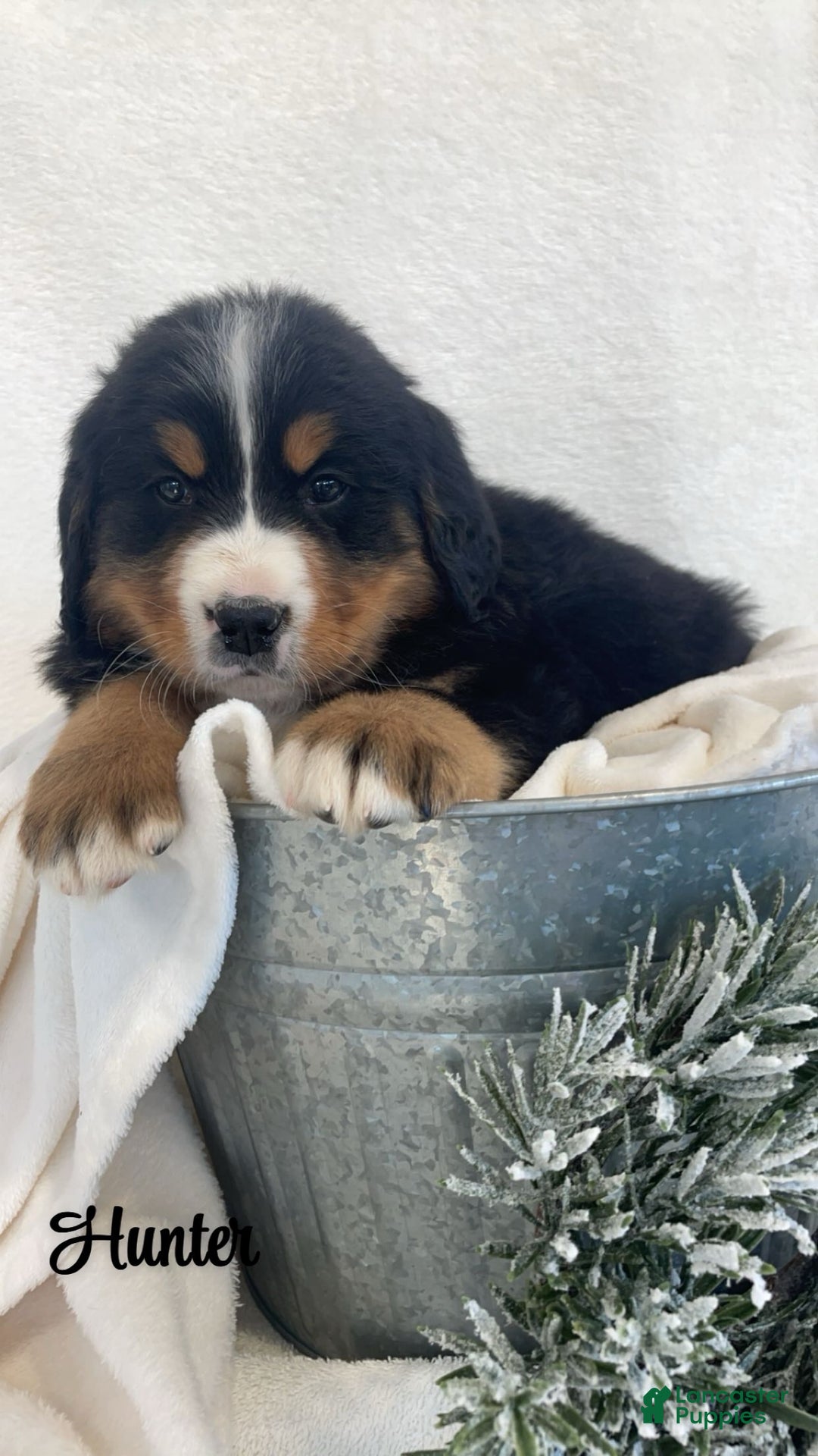 Bernese Mountain Dog dogs for sale: Hunter  - Ad 1