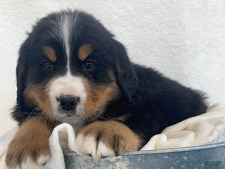 Bernese Mountain Dog dogs Hunter - Ad 8