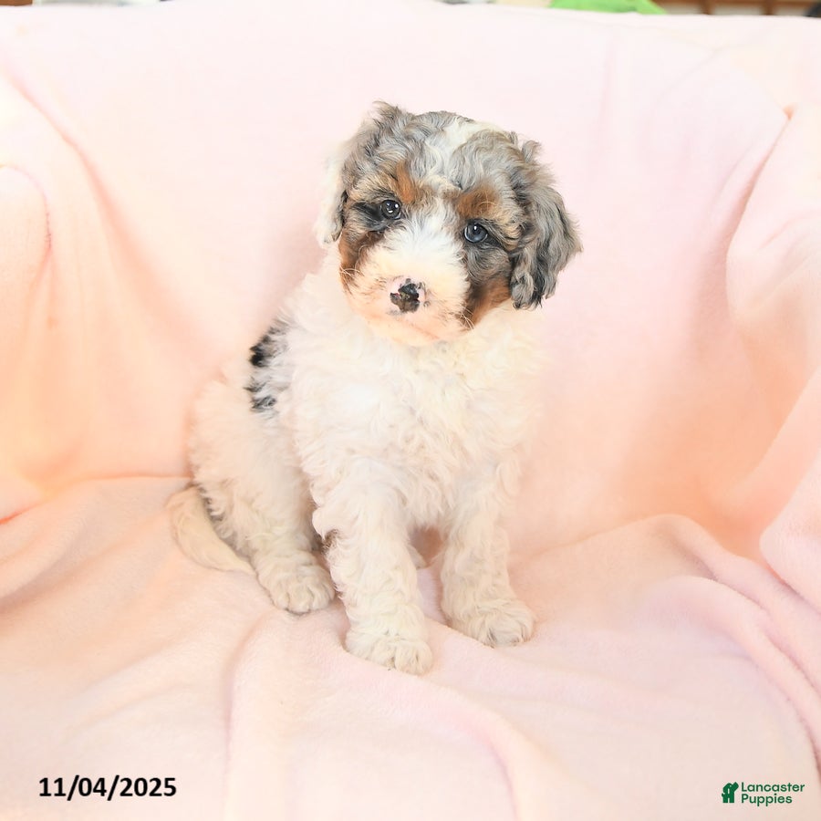 Mini Bernedoodle dogs Saffron - Ad 2
