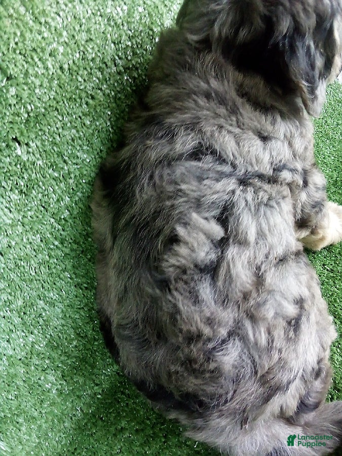Goldendoodle dogs Gloria - Ad 2