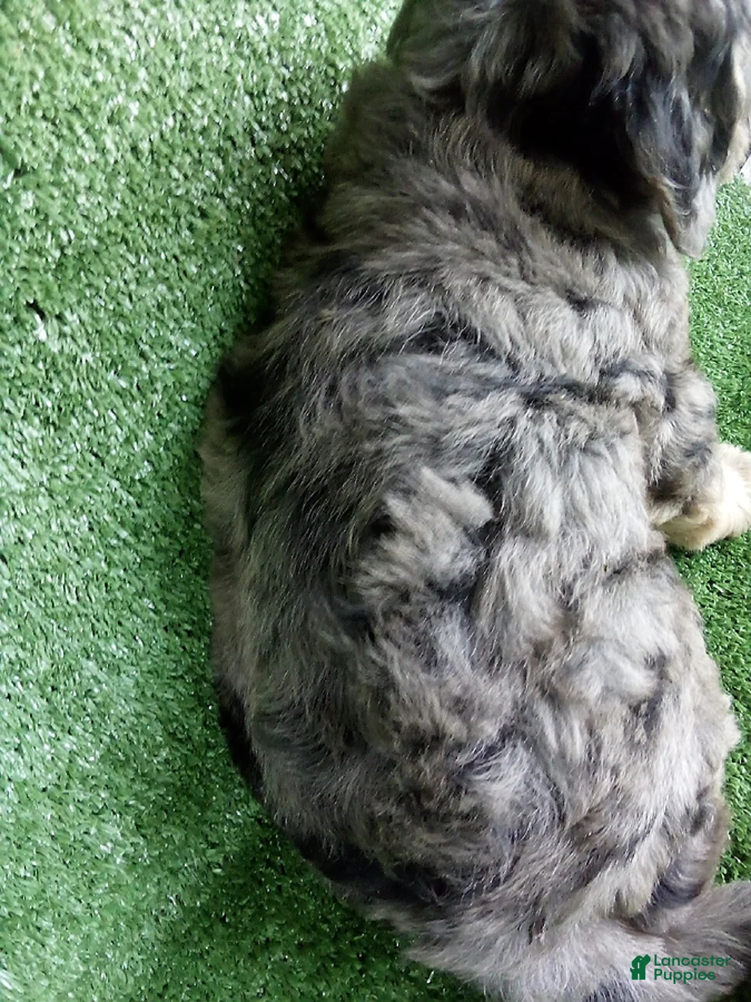 Goldendoodle dogs for sale: Gloria - Ad 2