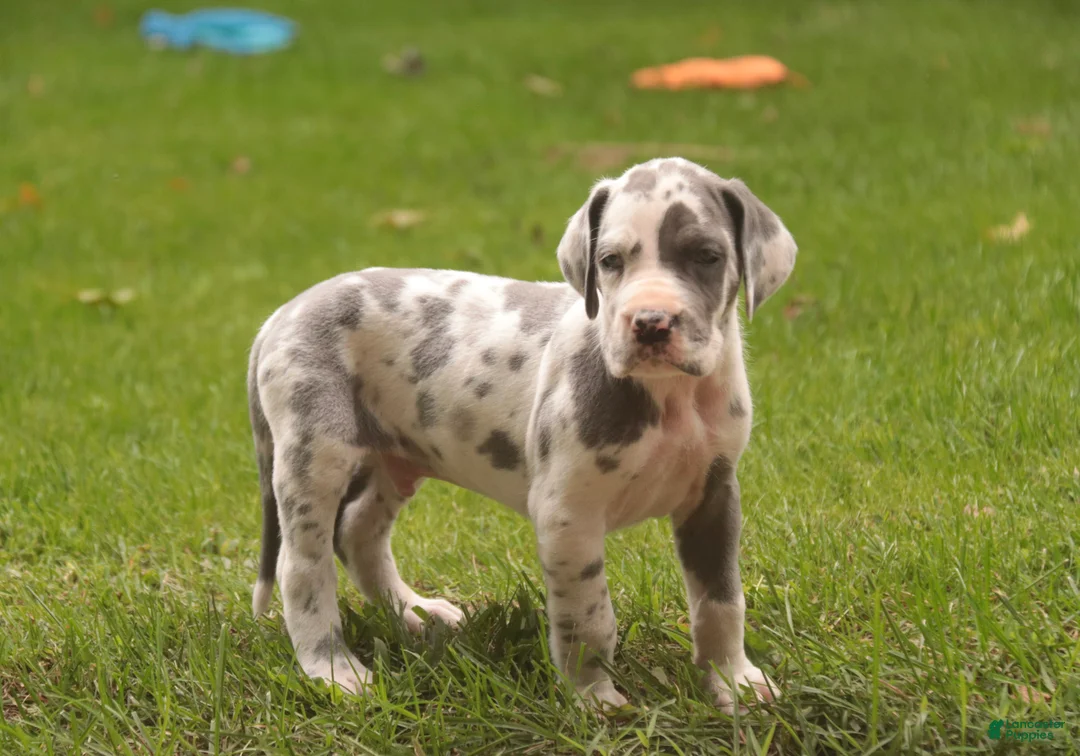 Great Dane dogs for sale: Braxton Great Dane  - Ad 2