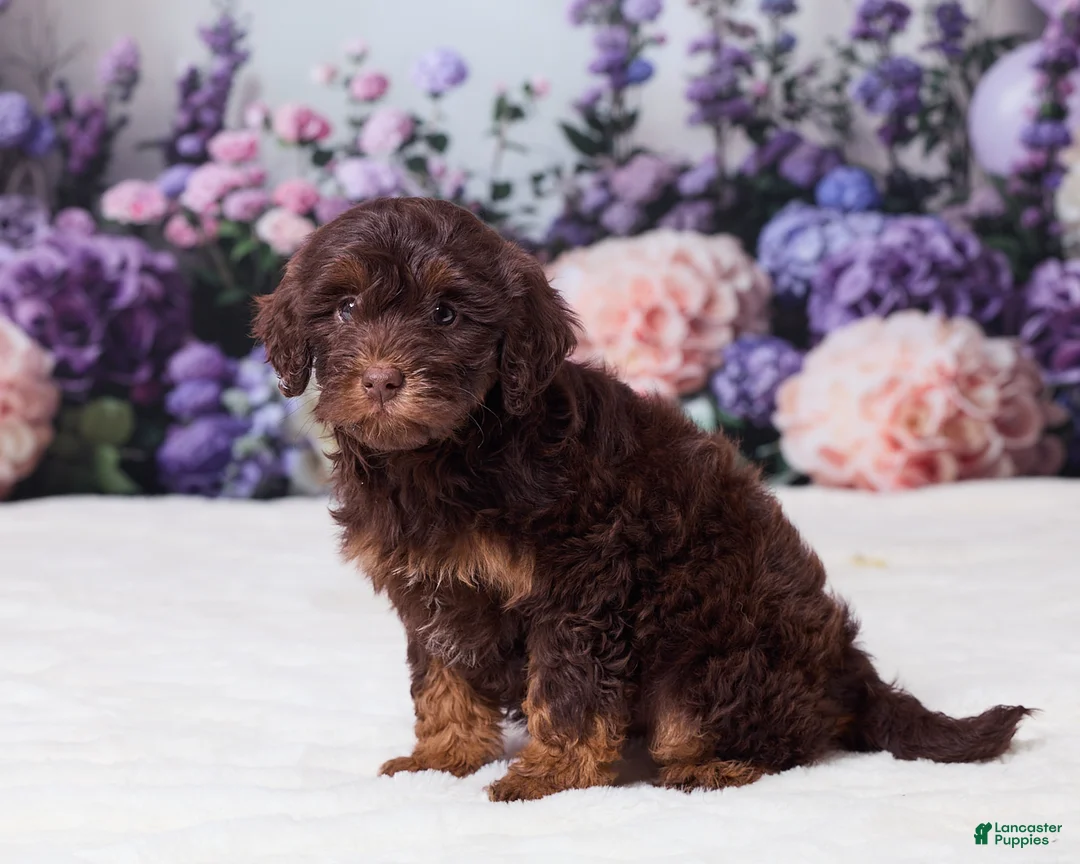Mini Goldendoodle dogs for sale: Carla - Ad 5