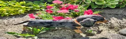 Miniature Dachshund dogs for sale: Remy  - Ad 16