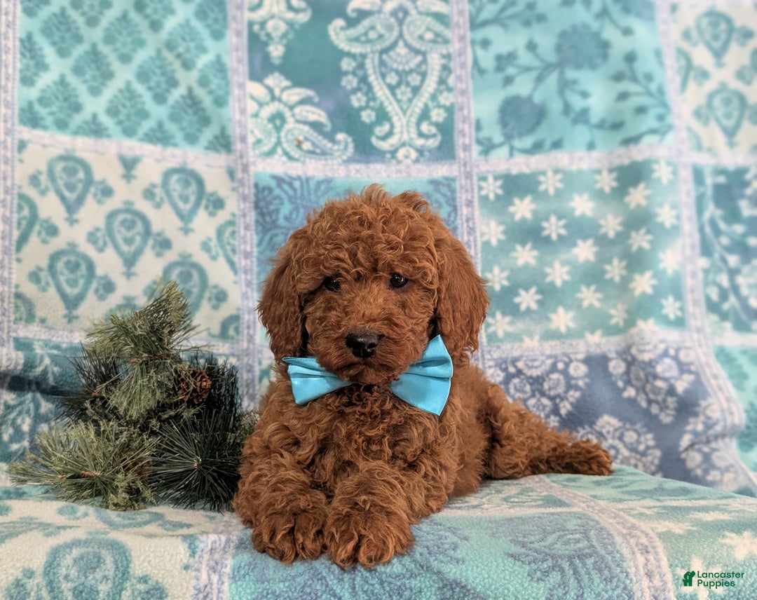 Miniature Poodle dogs for sale: Broderick - Ad 6