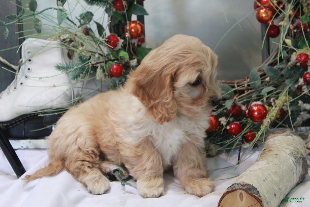 Cavachon dogs for sale: Snowball - Ad 5