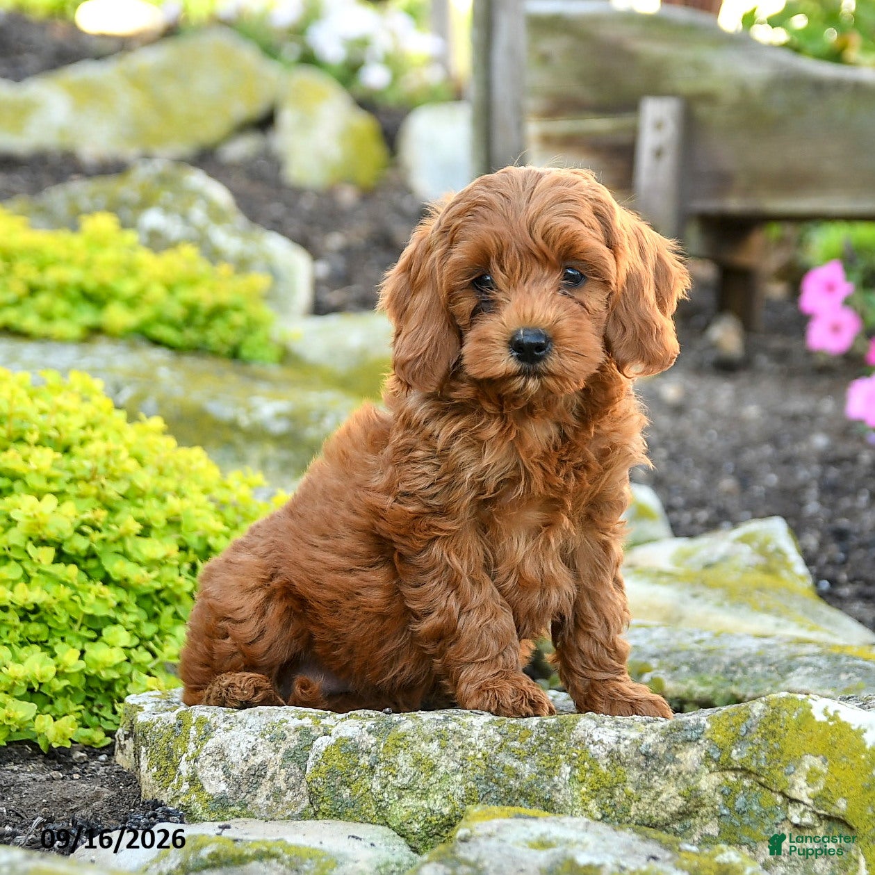 Miniature Poodle dogs Sushi - Ad 2