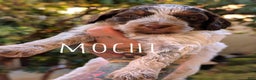 Mixed Breed dogs for sale: MOCHI - Ad 2