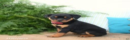 Rottweiler dogs for sale: Ava  - Ad 2