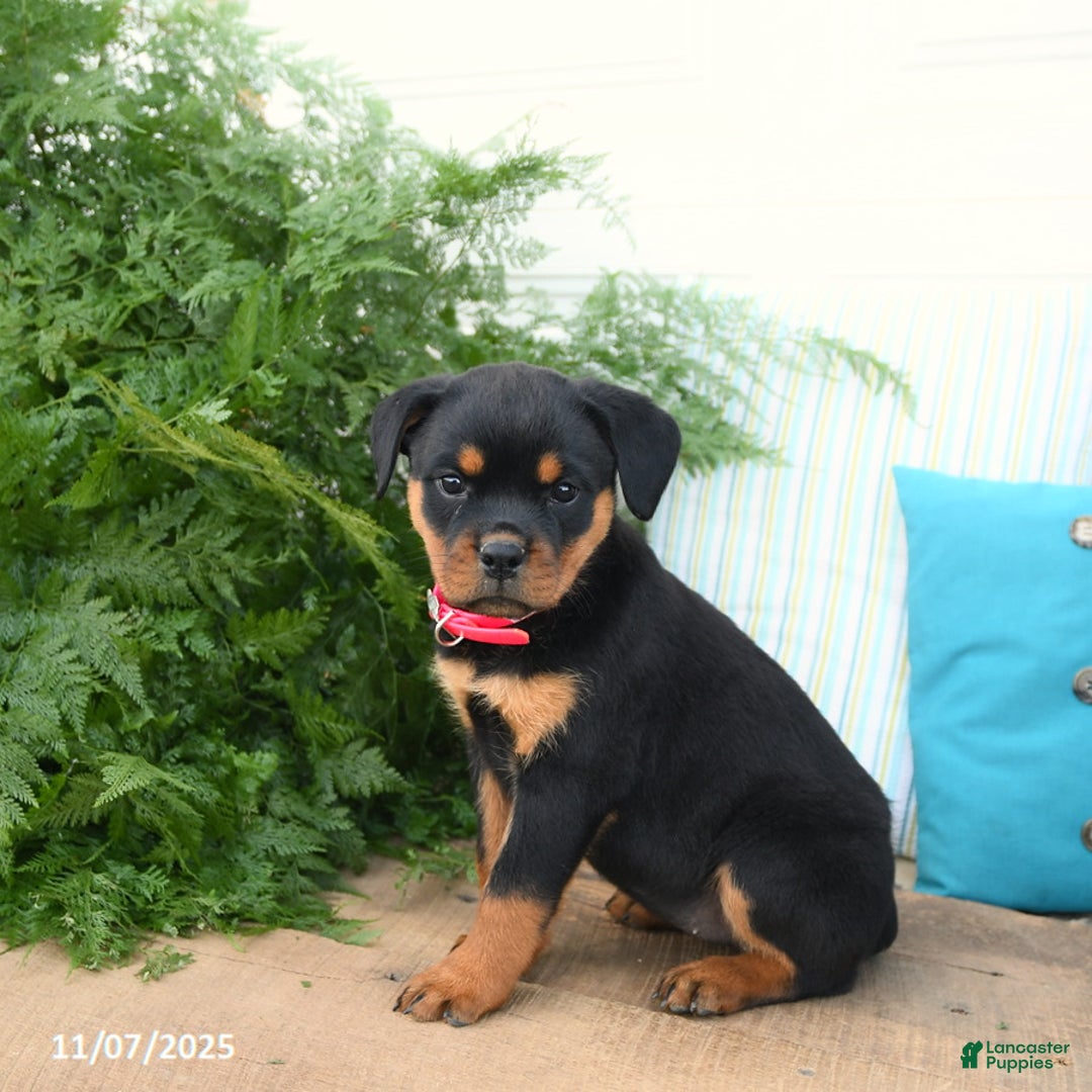 Rottweiler dogs for sale: Ava  - Ad 2