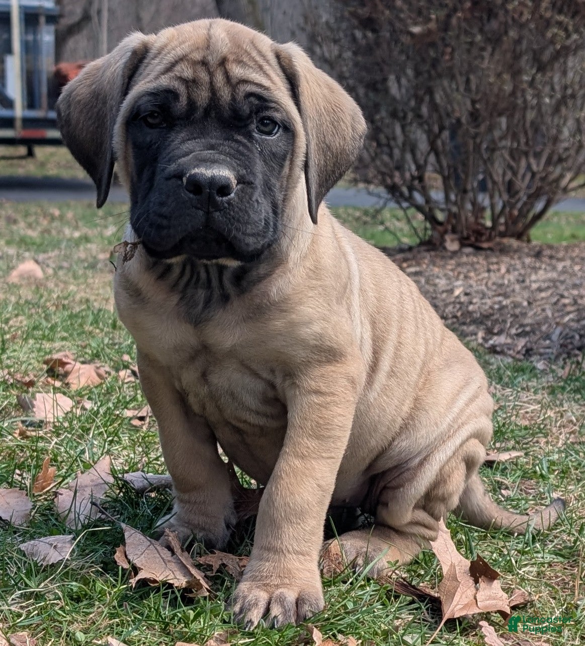 English Mastiff dogs Margo - Ad 12