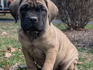 English Mastiff dogs Margo - Ad 12