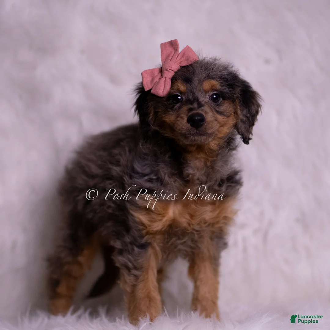 Mini Goldendoodle dogs for sale: Rosetta - Ad 4