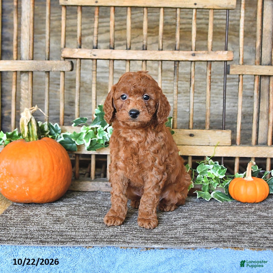 Mini Goldendoodle dogs for sale: Bonnie - Ad 2